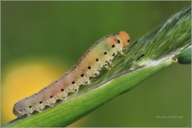 <p>PILATKA (Sciapterix sobrinus) ? Rychnov u Jbc.n.N.</p>